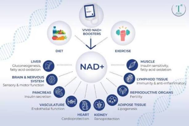 Educational illustration describing how the supplement supports normal cellular and metabolic processes
